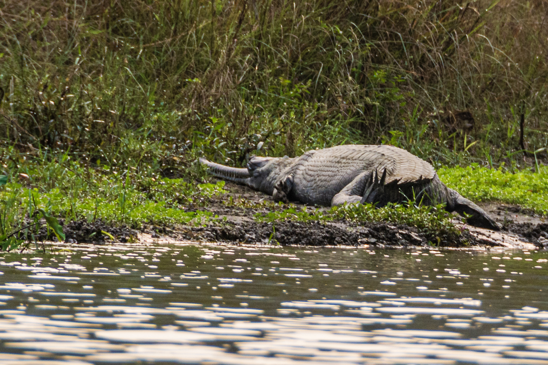Chitwan Rapti River Tour